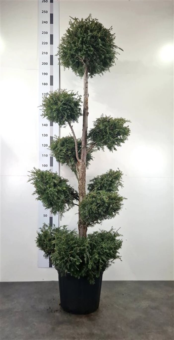 Tsuga canadensis - 200-220 CM Pon Pon Container